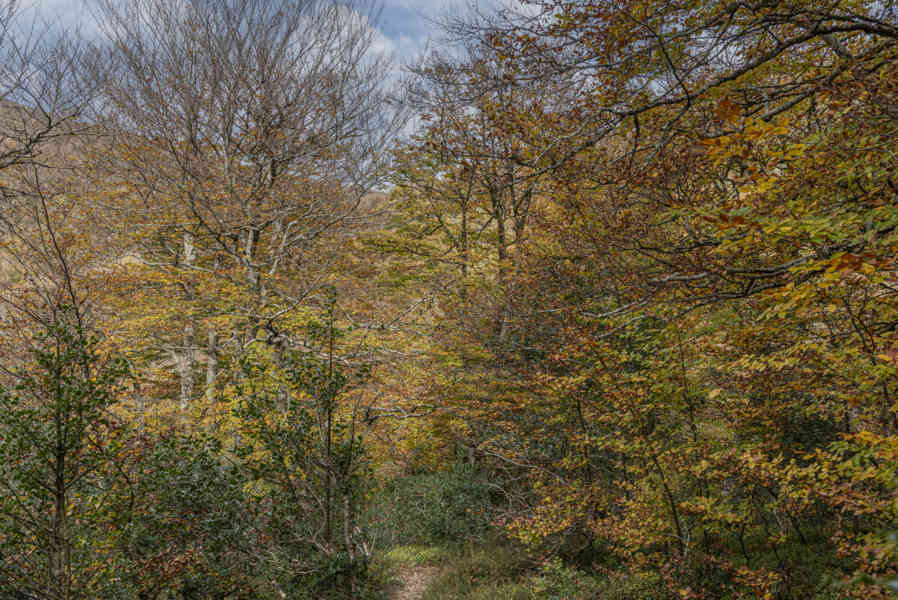 Comunidad Foral de Navarra 087 - Selva de Irati.jpg